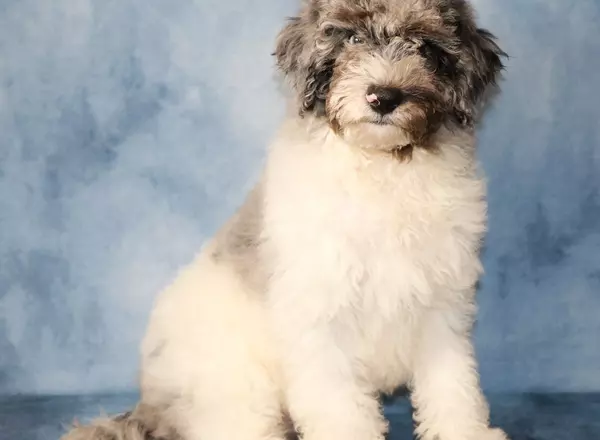 Sheepadoodle - Griffin