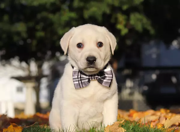 Labrador Retriever - Yellow - Barney