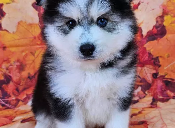 Pomsky - Ziggy