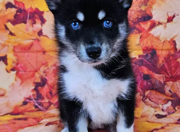 Pomsky - Zelda