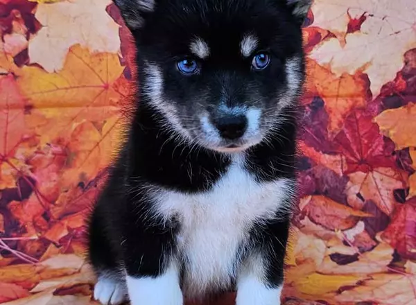 Pomsky - Zara