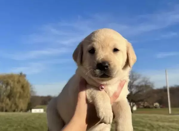 Labrador Retriever - Yellow - Angel