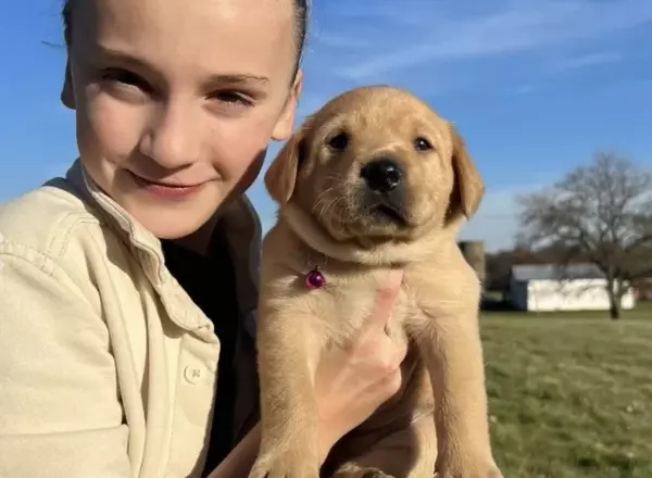 Labrador Retriever - Black - Josie