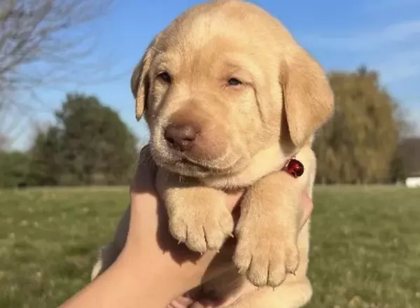 Labrador Retriever - Black - Rex