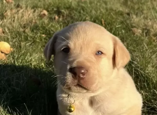 Labrador Retriever - Yellow - Max