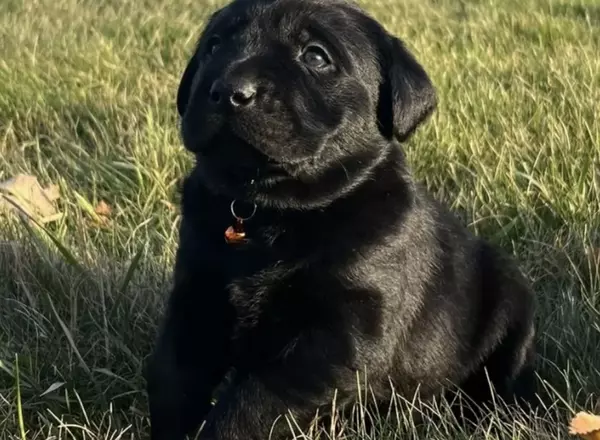 Labrador Retriever - Black - Charlie