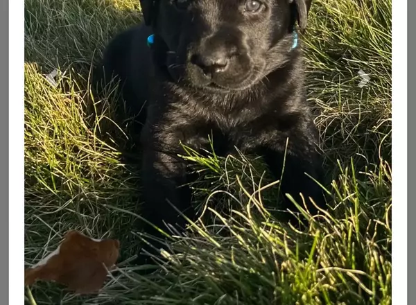 Labrador Retriever - Black - Mia
