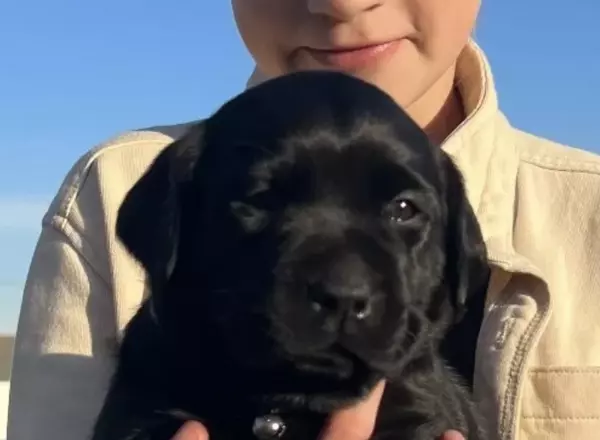 Labrador Retriever - Black - Daisy