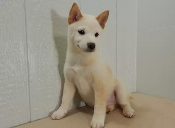 Shiba Inu - Tucker