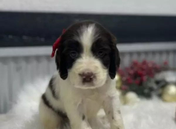 English Springer Spaniel - Jasper