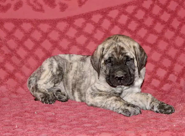 English Mastiff - Cooper