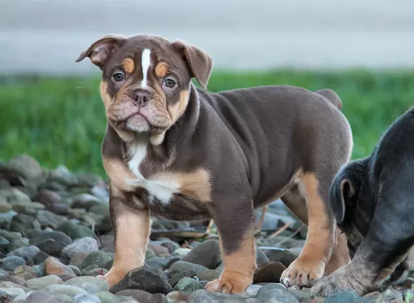 Olde English Bulldogges - Bluegate's CeCe