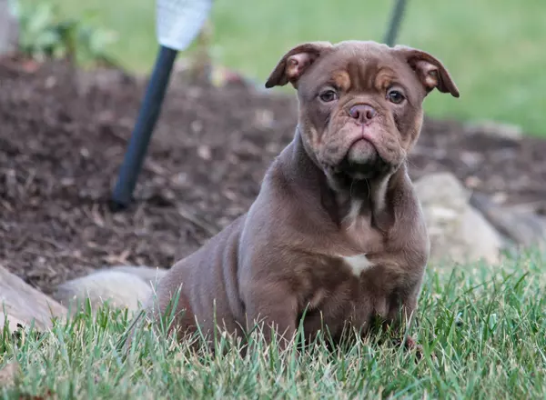 Olde English Bulldogges - Bluegate's Cola