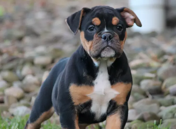 Olde English Bulldogges - Bluegate's Poppy