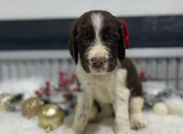 English Springer Spaniel - Duke