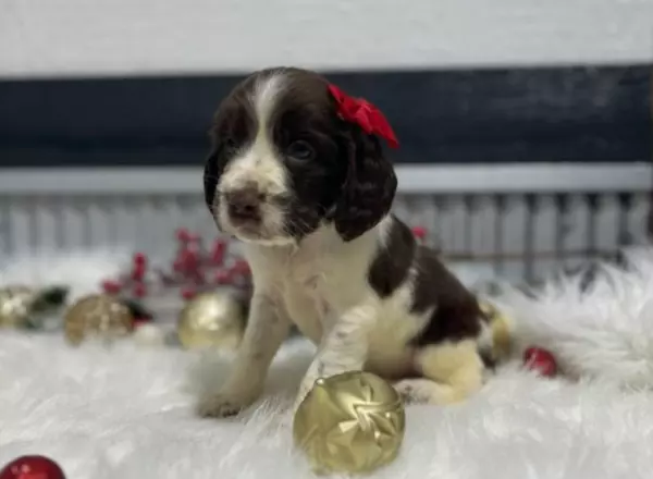 English Springer Spaniel - Brody