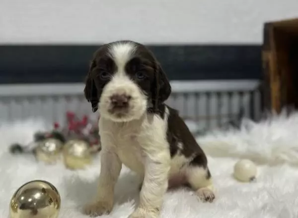 English Springer Spaniel - Toby