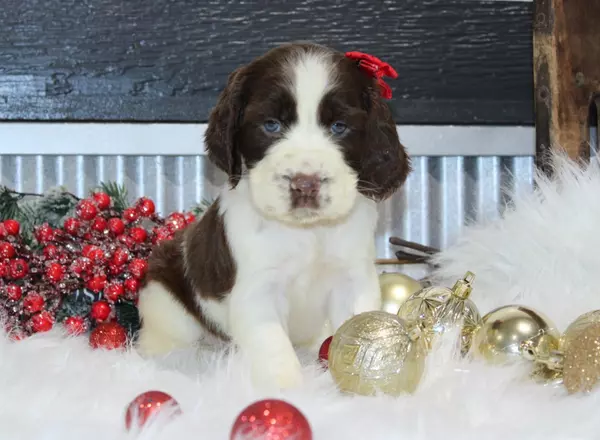 English Springer Spaniel - Teddy