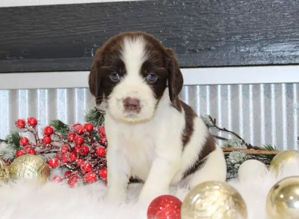 English Springer Spaniel - Ace