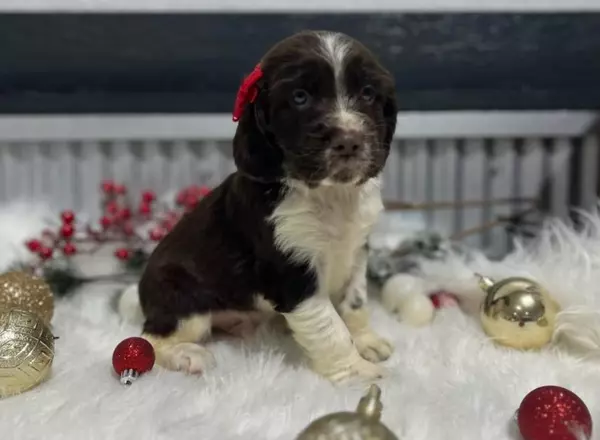 English Springer Spaniel - Tanner