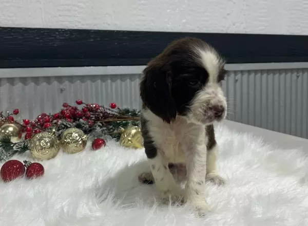 English Springer Spaniel - Carlo