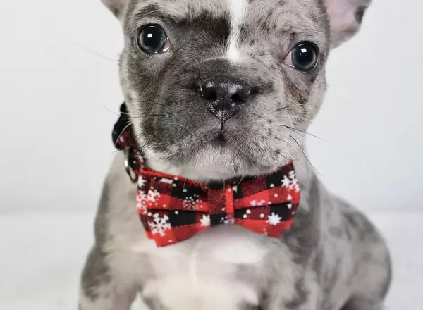 Frenchton - Murphy