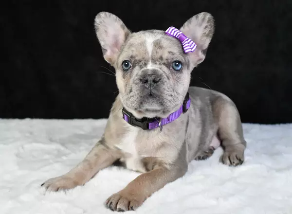 Frenchton - Maisy