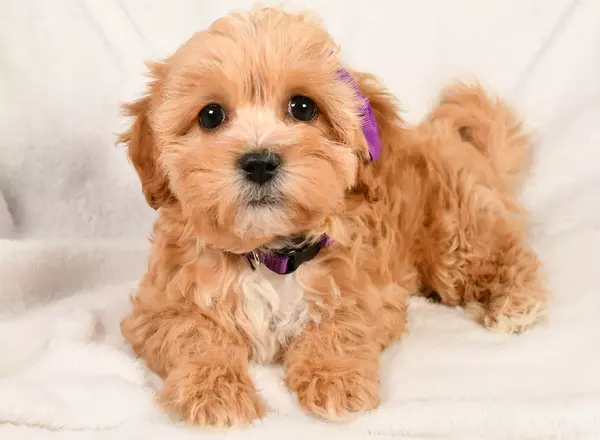 Shihpoo - Kim