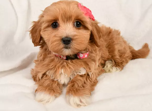 Shihpoo - Kayla