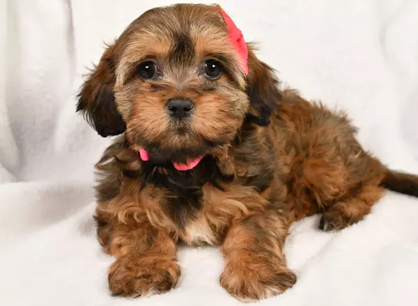 Shihpoo - Kelsey