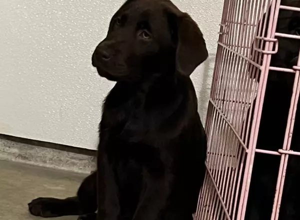 Labrador Retriever - Chocolate - Madison