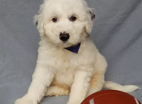 Sheepadoodle - Jake (medium)