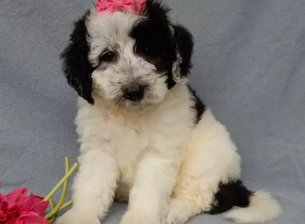 Sheepadoodle - Molly (medium)