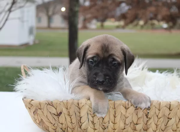 English Mastiff - Brutus