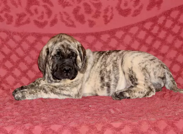 English Mastiff - Moe