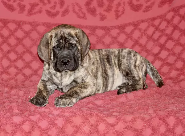 English Mastiff - Josh