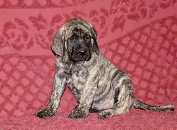 English Mastiff - Nikki