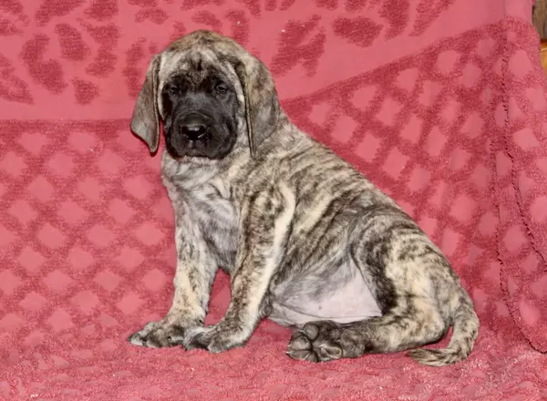 English Mastiff - Donna