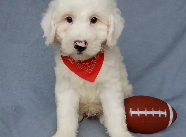 Sheepadoodle - Bowser (medium)