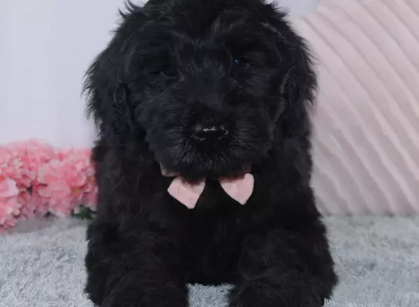 Giant Schnauzer - Claudia