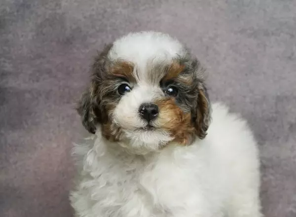 Aussiedoodle - Tissy