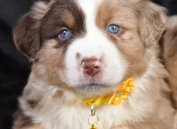 Miniature Australian Shepherd - Copper