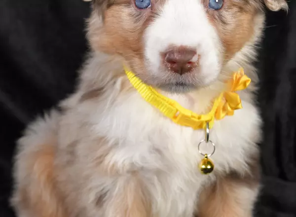 Miniature Australian Shepherd - Chloe