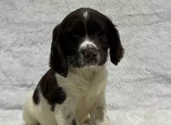 English Springer Spaniel - Mindy