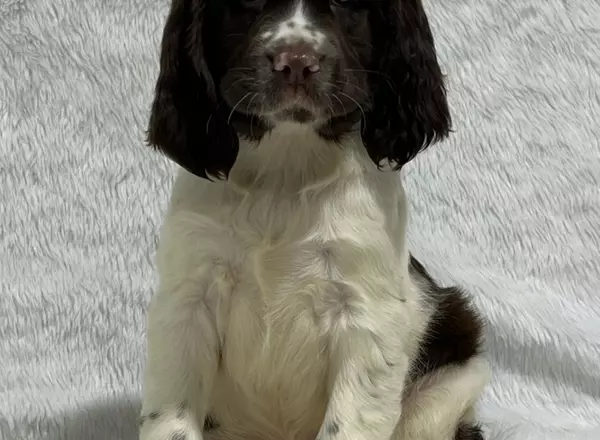 English Springer Spaniel - Maggie