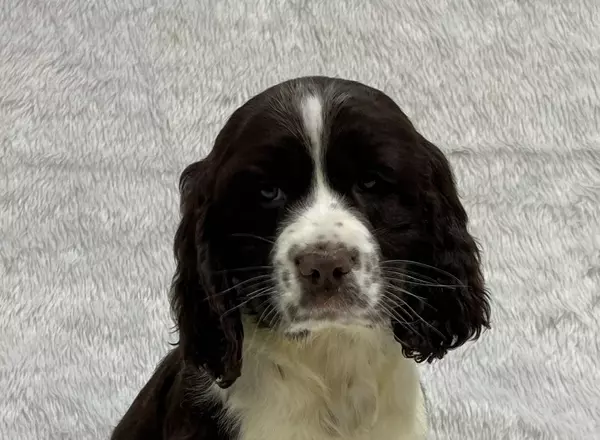 English Springer Spaniel - Molly