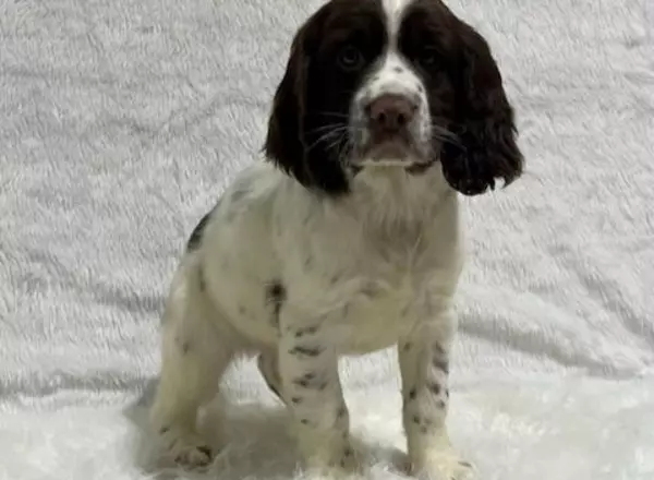 English Springer Spaniel - Mia