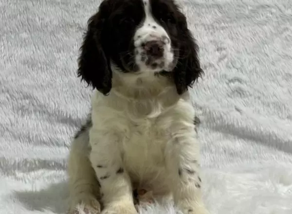 English Springer Spaniel - Mac