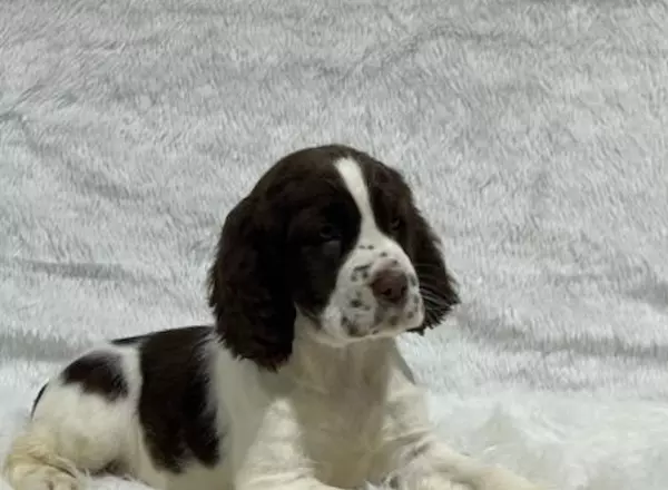 English Springer Spaniel - Kelsey