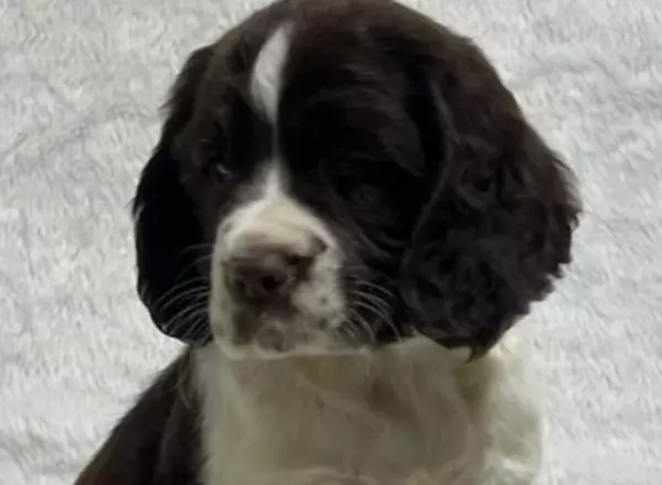 English Springer Spaniel - Kallie